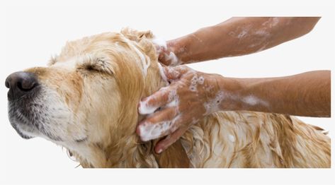 Diy Dog Shampoo, Homemade Dog Shampoo, Pets Grooming, Mobile Pet Grooming, Best Dog Shampoo, Smelly Dog, Puppy Shampoo, Dog Stock Photo, Nail Trimming