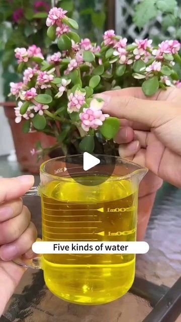 Gardening | Housewife | Farm | No flower fertilizer at home? Homemade watering water to save your plants!  #plant #plantbased #plants #plantlover #plantsofinstagram #pl... | Instagram Homemade Fertilizer For Plants, Plant Instagram, Flower Fertilizer, Gardening Hacks, Fertilizer For Plants, Plant Information, Dinner Meals, Different Plants, Plants Flowers