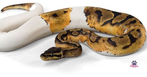 Ball pythons are one of the breeds of snakes that thrives in a more decorated cage-- preferably filled with plants, but what plants should someone get for Scaleless Ball Python, Pinstripe Ball Python, Cypress Mulch, Pine Shavings, Python Morphs, Ball Python Morphs, Ball Pythons, Plant Help, Pet Snake