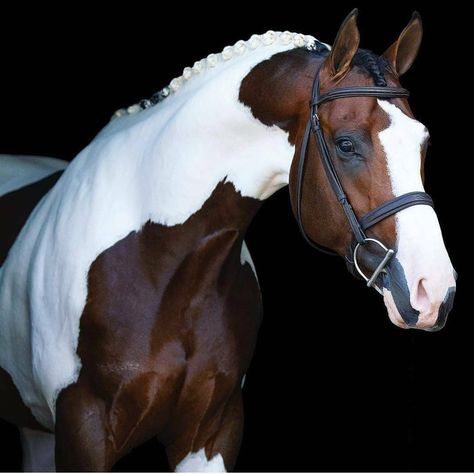 Bird | Nature | Naturelovers (@photographyinmyframe) posted on Instagram • Mar 27, 2021 at 1:08pm UTC Cheval Pie, Brown And White Horse, Pinto Horses, Pinto Horse, Paint Horse, Most Beautiful Horses, Horse Portrait, All The Pretty Horses, Cute Horses