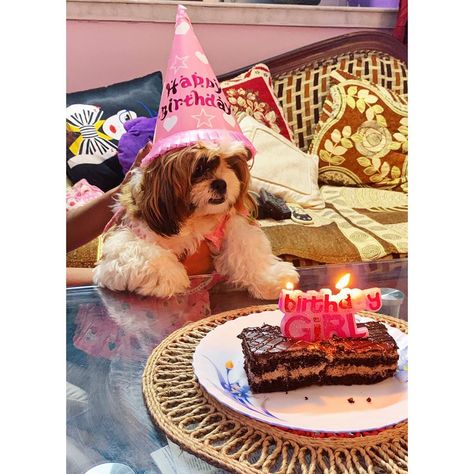 My Birthday Girl  #shihtzusofinstagram #shihtzulovers #shihtzupuppies #shihtzu #dogsofinstagram... Shih Tzus, My Birthday, Birthday Girl, Shih Tzu, Birthday Candles, Girl Birthday, Puppies, Candles, Birthday