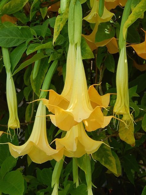 Yellow Trumpet Flower, Flowerscape Coloring, Flower Studies, Trumpet Flowers, Trumpet Flower, Angel Trumpet, Flower Sleeve, Democratic Republic Of The Congo, Photography Flowers