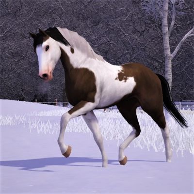 Clarie by Tovis123 - The Exchange - Community - The Sims 3 Sims 3 Equestrian Cc, Sims 3 Horse Cc, Sims 3 Horses, Tobiano Paint Horse, Sims 3 Generations, The Sims 3 Pets, Horse Template, Horse Age, Sims Pets