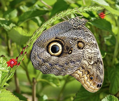 Owl's Eye, or Just a Butterfly? by Wes Iversen Beautiful Moths, Interesting Insects, Owl Butterfly, Mariposa Butterfly, Types Of Butterflies, Chicago Botanic Garden, Moth Caterpillar, Winged Creatures, Owl Eyes