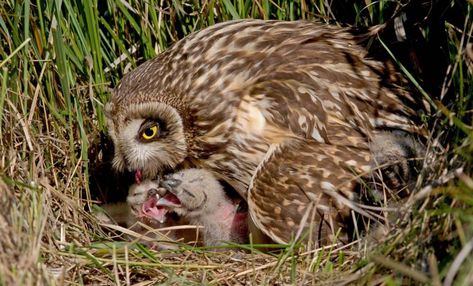 Female Owl with chicks Guardians Of Ga'hoole, Old Friends, Pet Birds, Social Network, Birds, Animals