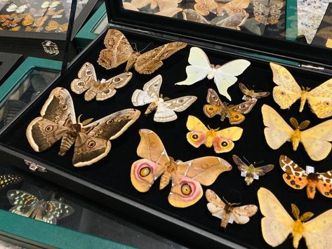 Organising some more moths and butterflies into the ‘ready to go’ collection🦋 I can’t wait to frame them 🥰 #moth #butterfly #entomology #pinning #smallbusiness #autistic Pinned Moth, Moth Collection, Tolype Moth, Pinned Moth Display, Moth Taxidermy Decor, Taxidermy Moth, Ready To Go, Tim Burton, Bugs