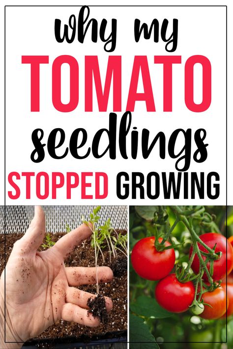 How To Grow Tomatoes From Seeds, Epsom Salt For Tomatoes, Growing Tomatoes From Seed, Tomato Growing, Growing Tomato Plants, Tomato Seedlings, Building Raised Garden Beds, Light Food, Growing Strong