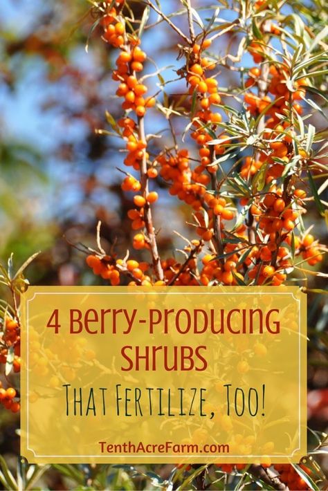 Finding food-producing plants that are also useful in other ways is a great joy of mine. Many culinary herbs, for example, are not only delicious and nutritious, but they may also attract beneficial insects or deter pests. These four shrubs will not only provide berries for you, but also produce nitrogen to fertilize the garden. Edible Berries, Berry Bushes, Permaculture Gardening, Garden Shrubs, Culinary Herbs, Edible Landscaping, Food Forest, Forest Garden, Beneficial Insects