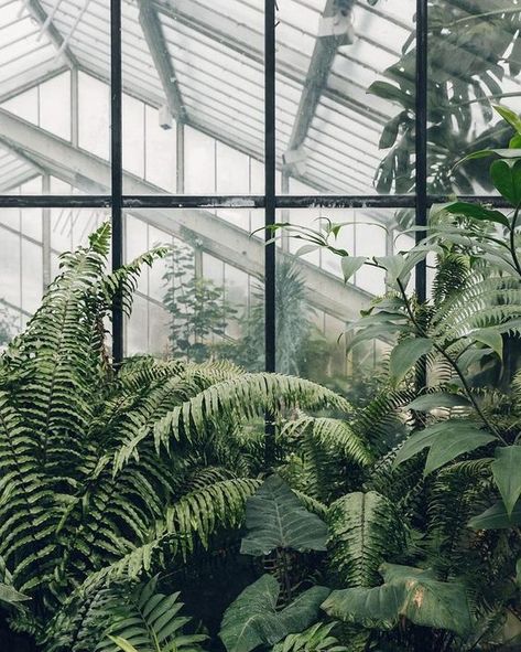 숲 사진, Standing In The Rain, Plants Are Friends, Plant Photography, Plant Aesthetic, Greenhouses, Nature Aesthetic, Green Aesthetic, Infp