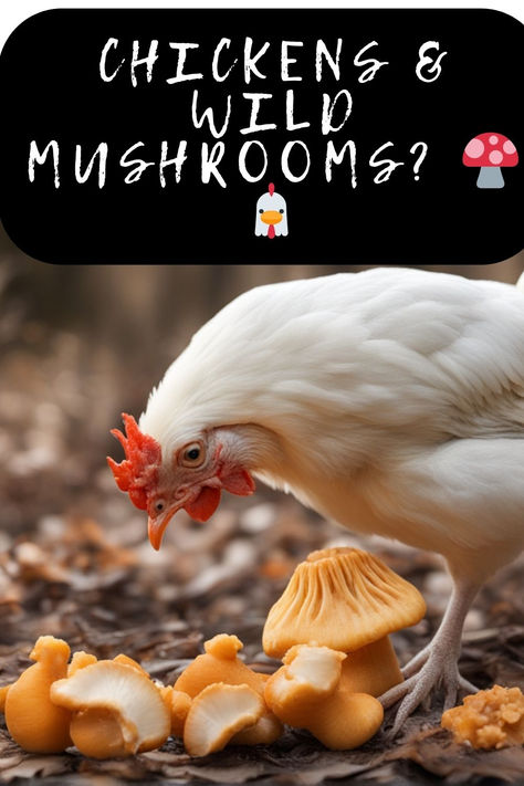 Curious If The Chicken Of The Woods Mushroom Is A Safe Snack For Your Chickens? 🍄🤷‍♀️ Tap To Explore The Do's And Don'ts Of Wild Mushrooms In Your Flock's Diet. Keep Your Chickens Healthy And Their Eggs Tasty! 🐣🌲 #ChickenOfTheWoods #ChickenDiet #BackyardChickens #MushroomsForChickens #FlockHealth #PoultryCare #Homesteading #ChickenSafety #Foraging #FarmLife #HenHealth #SustainableFarming #RaisingChickens #ChickenTips #EggLayers Chicken Of The Woods Mushroom, Chicken Diet, Chicken Of The Woods, Chicken Eating, Do's And Don'ts, Sustainable Farming, Canned Chicken, Wild Mushrooms, Raising Chickens