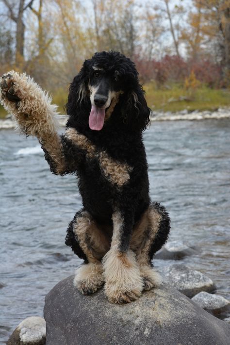 Phantom Poodle, Poodle Standard, Standard Poodles, Standard Poodle, Emphasis, Black And Tan, Dog Breeds, Montana, Cute Dogs