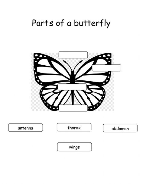 Parts Of Butterfly, Butterfly Body Parts, Parts Of A Butterfly, Butterfly Worksheet, Parts Of Body, 1 Worksheet, Parts Of A Plant, School Subjects, Preschool Worksheets