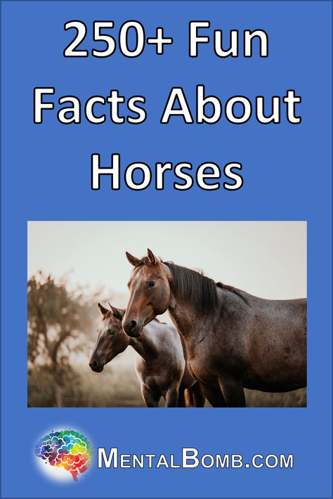 Over 250 fun facts about horses, fun facts for kids, where they live, what they eat, what they do, and so much more! #FunFacts Facts About Horses, Fun Facts For Kids, Horse Facts, Horse Info, Facts For Kids, Surprising Facts, They Live, General Knowledge, Facts About