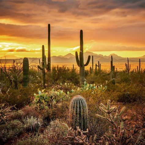 Cactus Forest, Desert Pictures, On A Dark Desert Highway, Desert Places, Saguaro National Park, Arizona Sunset, Living In Arizona, Cactus Painting, Southwest Desert