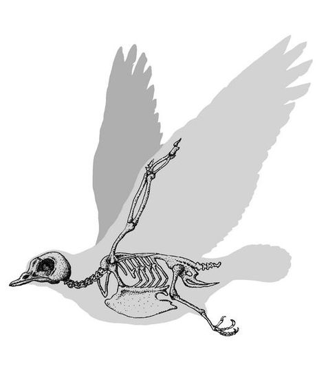 Sparrow Skeleton, Skeletal Bird Tattoo, Bird Skeleton, Animal Skeleton Reference, Bird Skeleton Illustration, Nightingale Bird, Scary Birds, Wordless Picture Books, Easy Bird