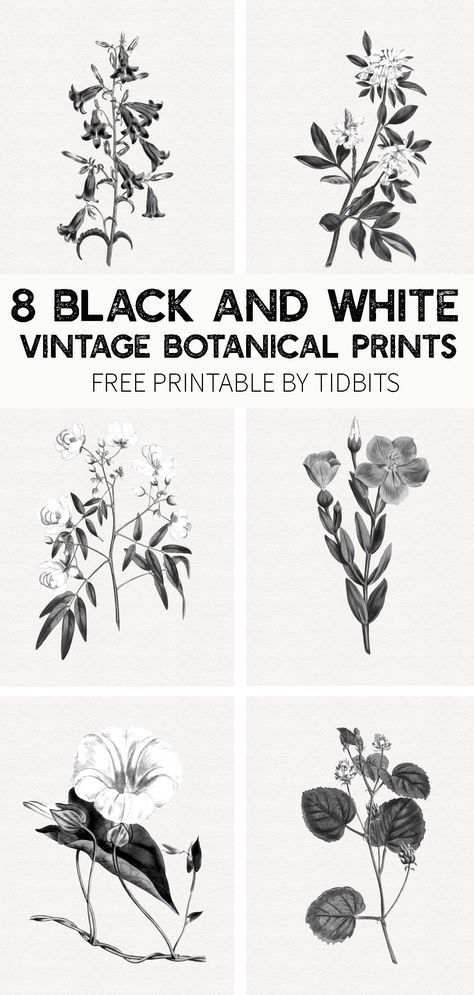 Beautiful and minimalistic wall art - grab your free black and white vintage botanical prints, by TIDBITS. #blackandwhite #botanical #botanicals #vintage #vintagebotanicals #camitidbits #blackandwhitebotanicals #botanicalprints #botanicalsprintable #printable #freeprintables Botanical Prints Free, Minimalistic Wall Art, Wal Art, Free Wall Art, Free Printable Wall Art, Black And White Vintage, Free Printable Art, Botanical Art Prints, Vintage Botanical Prints