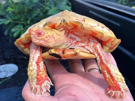 SCIENCE AND SPACE: This is an Albino Rhinoclemmys pulcherrima, also known as the painted wood turtle.  Albino Wood Turtles are one of the rarest turtle morphs in the world.     Credit: albinoturtles.com / Albino Turtle, Albino Hedgehog, Fiery Dragon, Wood Turtle, Red Eared Slider, Albino Animals, Amazing Animals, Amphibians, Reptiles