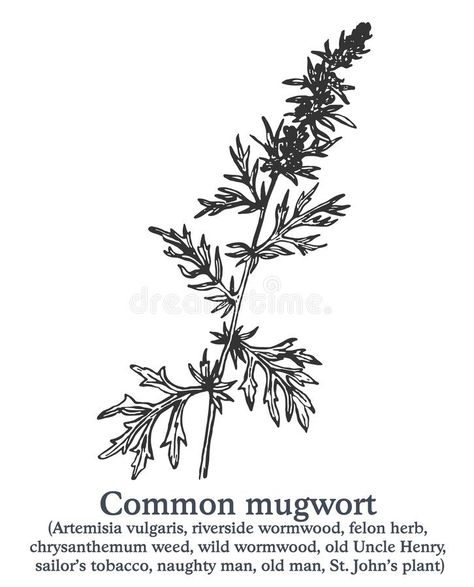 Mugwort Drawing, Mugwort Tattoo, Medieval Tattoo, Plant Tattoo, Fantasy Book, Arm Tattoos, Tattoo Sleeve, Story Inspiration, Chrysanthemum