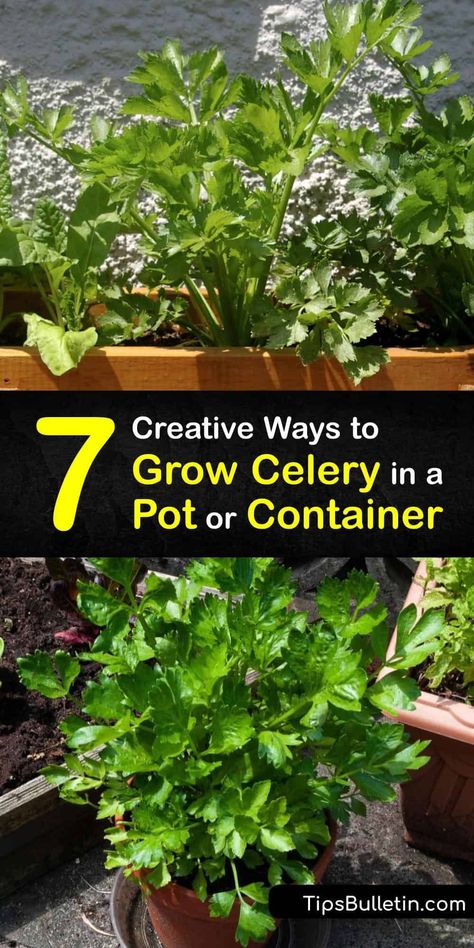 How To Grow Celery, Grow Celery, Celery Plant, Growing Celery, Sowing Seeds, Bucket Gardening, Container Gardening Vegetables, Gardening Advice, Garden Photography