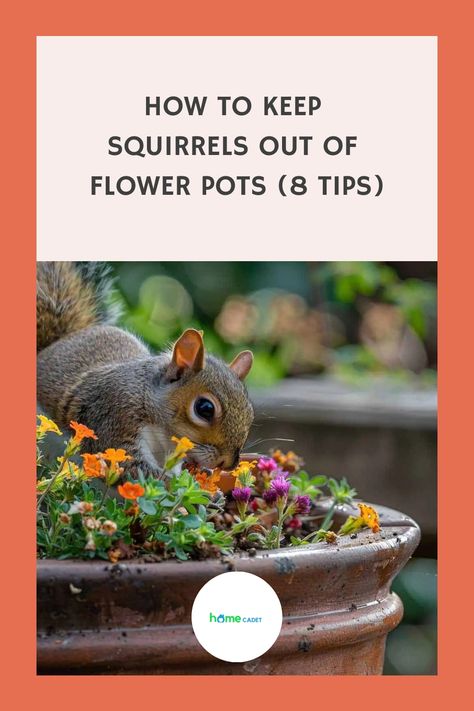 As cute as they are, squirrels can often be a nuisance. Here we tell you how to keep squirrels out of flower pots outside your home. Keeping Squirrels Out Of Flower Pots, How To Keep Squirrels Out Of Flower Pots, How To Keep Squirrels Out Of Garden, Squirrel Repellant, Planting Mums, Tall Plants, Container Garden, Organic Fertilizer, Squirrels