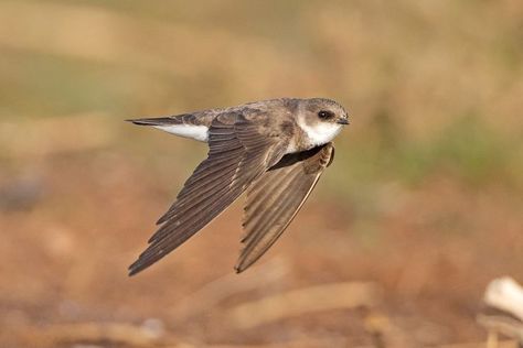 Sand Martin, Bear Paintings, Bird Watcher, Swallows, Bird Pictures, Cute Birds, The Sand, Dark Brown, Art Projects