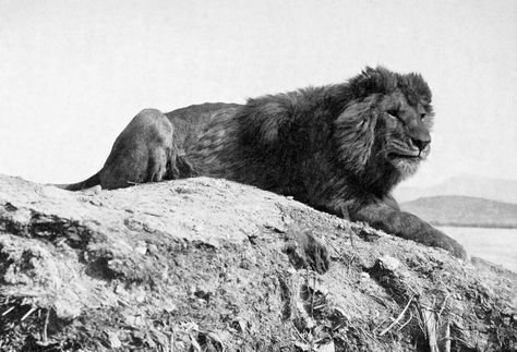 Here is an in-depth profile of the Barbary Lion, including this big cat's characteristics, behavior, and habitat. Fun Facts About Lions, Barbary Lion, Lion Facts, Asiatic Lion, Panthera Leo, Sea Cow, National Animal, African Lion, Extinct Animals