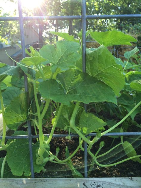 Spaghetti squash preparing to climb. Pretty Plant, How To Make Spaghetti, Pretty Plants, Spaghetti Squash, Kale, The Garden, Climbing, Bugs, Plant Leaves