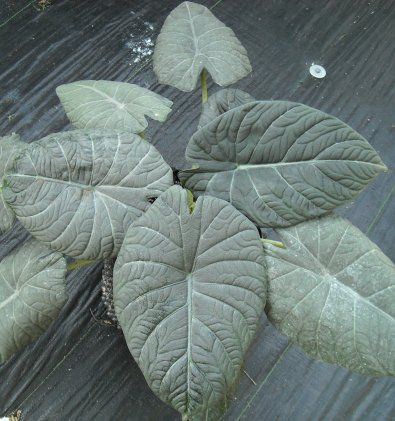 New! Alocasia maharani - compact plant Not to be confused with Alocasia reginula 'Black Velvet'. This plant's leaves are stiff and papery, and veins are green, not white Alocasia Maharani, Alocasia Reginula, Alocasia Plant, Merritt Island, Large Flower Pots, Unusual Plants, Starter Plants, Elephant Ears, Photosynthesis