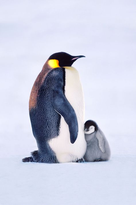 Frans Lanting Studio | Penguins Emperor Penguin Chick, Penguin Pictures, Penguin Love, Emperor Penguin, Baby Penguins, Haiwan Peliharaan, Cute Penguins, Nature Animals, 귀여운 동물