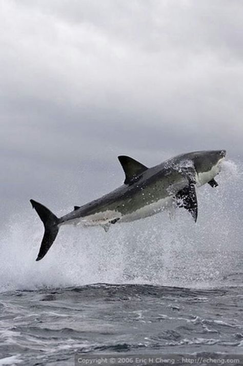 Imagine seeing this while you're in the water.... Big Boat, Shark Pictures, Underwater Life, Shark Week, White Sharks, Great White Shark, Great White, Ocean Creatures, Ocean Animals