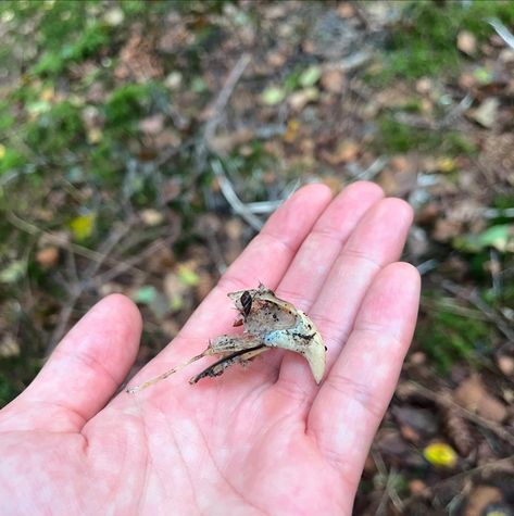 Very messed up tawny owl remains! I am so impressed to have the beak of this owl as I was excited enough by finding the feathers! Right next to the remains was a fresh owl pellet too Owl Pellet, Owl Pellets, Tawny Owl, Vulture Culture, Taxidermy, Feathers, Bones, Quick Saves, Nature