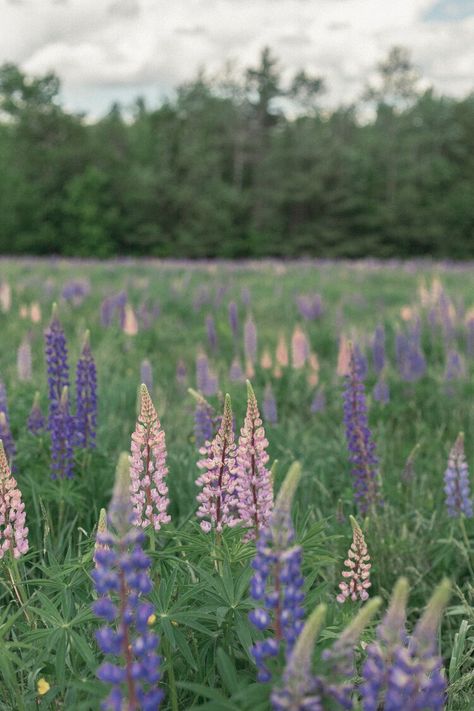 New Hampshire Lupine Guide — One Gal Explorer Split Rail Fence, Sunset Hills, Tuck Everlasting, Rail Fence, White Mountains, Hampshire, Flower Field, New Hampshire, Botanical Gardens