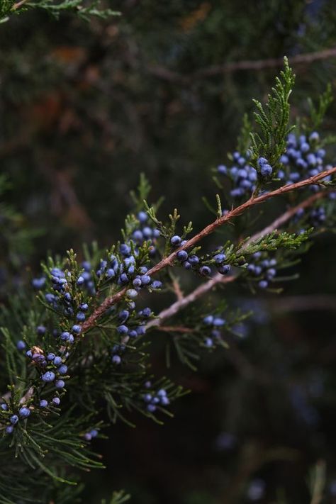 Viking Aestethic, Juniper Aesthetic, Winter Forest Aesthetic, Vikings Aesthetic, Viking Aesthetic, Nordic Aesthetic, Nature Witch, Juniper Berry, Cottagecore Aesthetic