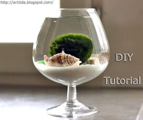 DIY tutorial Marimo moss ball mini aquarium with sea treasures by Arctida, via Flickr Moss Ball Aquarium, Water Terrarium, Taman Diy, Taman Air, Marimo Moss, Marimo Moss Ball, Mini Aquarium, Indoor Water Garden, Moss Ball