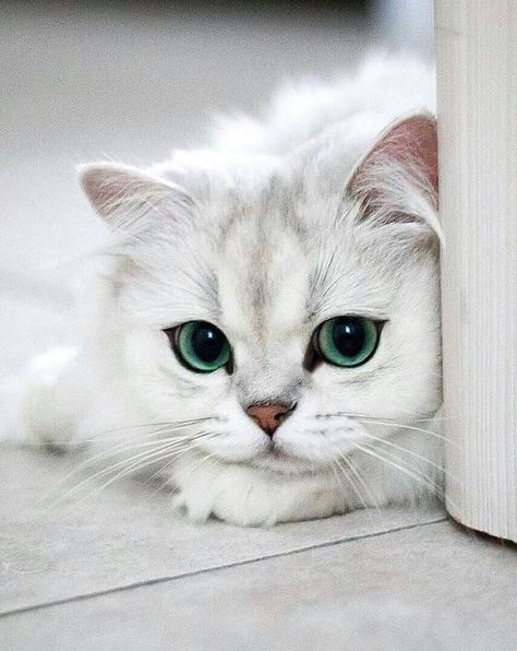 The 100 Cutest Animals Of All Time - List Inspire White Cat With Green Eyes, Cat Green Eyes, Cat With Green Eyes, Green Eyed Cat, Green Cat, Söt Katt, Drawing Faces, Cat Eyes