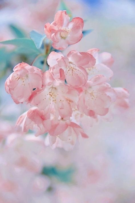 Haitang Flower, Surreal Flowers, Sakura Aesthetic, Cherry Blossom Japan, Apple Flowers, Apricot Blossom, The White Princess, Beautiful Places To Live, Beautiful Flowers Photos