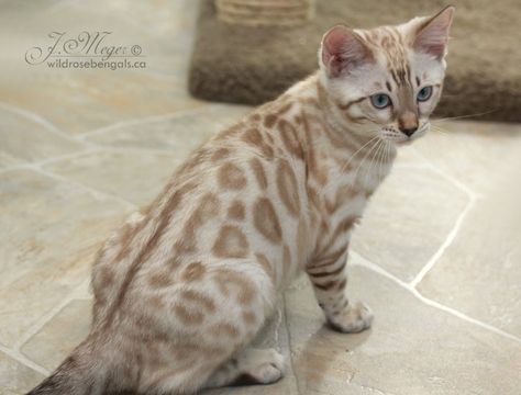 Snow Bengal, Asian Leopard Cat, Dream's Cat, Bengal Kitten, Leopard Cat, Bengal Cats, Söt Katt, Pretty Animals, Silly Animals