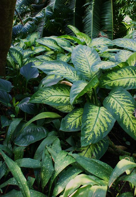 Dieffenbachia seguine 'Tropic Snow' Dieffenbachia Seguine, Dieffenbachia Houseplant, Snow Plant, Chinese Evergreen Plant, Planting Plants, Plant Wishlist, Chinese Evergreen, Indoor Jungle, Plant Aesthetic