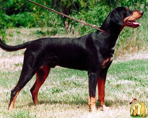 Transylvanian Hound, Hungarian Dog, Puppy Mills, Hound Dog, Hungary, Dog Breeds, Puppies, Dogs, Animals