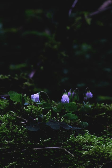 2003 Aesthetic, Forest Aesthetic, Midnight Garden, Nothing But Flowers, Fantasy Theme, Garden In The Woods, Nature Plants, Calming Colors, Moon Flower