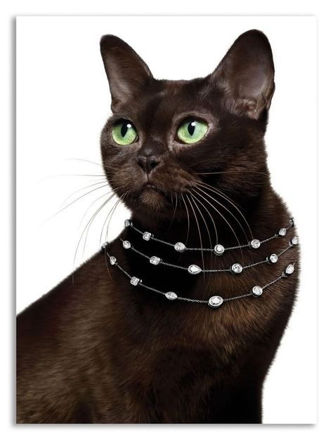 Harry Winston :Oh So Glamorous Burmese Cat, Creative Jewelry Photography, Jewelry Ads, Harry Winston, Cat Jewelry, Jewelry Photography, Animal Fashion, Creative Jewelry, Animal Jewelry