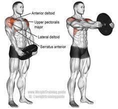 Weight plate front raise. An isolation and push exercise. Target muscle: Anterior Deltoid. Synergistic muscles: Lateral Deltoid, Clavicular Pectoralis Major, Serratus Anterior, Middle Trapezius, and Lower Trapezius. Pectoralis Major, Serratus Anterior, Best Shoulder Workout, Shoulder Training, Health Images, Fit Lifestyle, Women Workout, Chest Workouts, Chest Workout