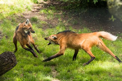 Maned Wolf Drawing, Maned Wolf Art, Maned Wolves, Tattoo Deer, Animal Poses, Maned Wolf, Wolf Photography, Wild Animals Pictures, Animal Study