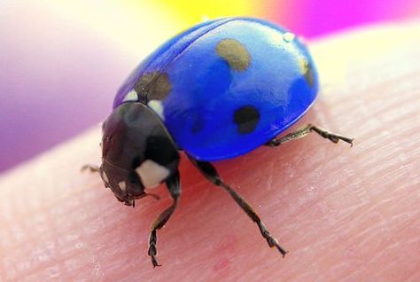 blue ladybug (ladybird beetle) Ladybug Facts, Blue Ladybug, Ladybug Picnic, Lady Beetle, She's A Lady, Lady Bugs, Beautiful Bugs, Lady Bird, Bugs And Insects