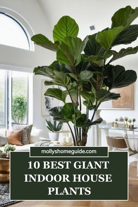 Discover the best large indoor house plants perfect for your living room! From Monstera Deliciosa to Snake plant, these beautiful and low-maintenance indoor plants are perfect for small spaces. Explore a variety of large leaf philodendron varieties that thrive in low-light conditions. Elevate your home decor with these stunning large houseplants that will bring life and freshness to any space. Consider adding some of these stylish and easy-to-care-for plants to create a cozy atmosphere in your h Big Potted Plants Indoor, Monstera Living Room Decor, Statement Indoor Plants, Monstera Plant Outdoor Garden, Monstera Plant Living Room, Fall Indoor Plants, Large Indoor Plants Decor, Big Snake Plant, Rooms With Lots Of Plants