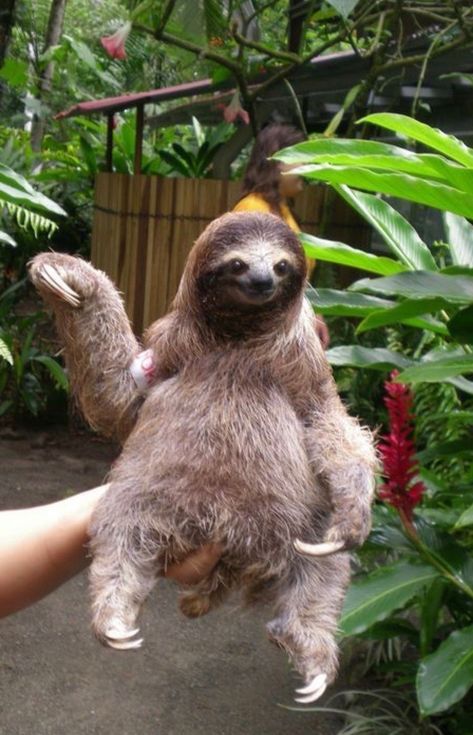 Animal Selfie, Sloth Pictures, Cute Sloth Pictures, Two Toed Sloth, Three Toed Sloth, Sloth Life, Sloth Art, Sloths Funny, Sloth Lovers