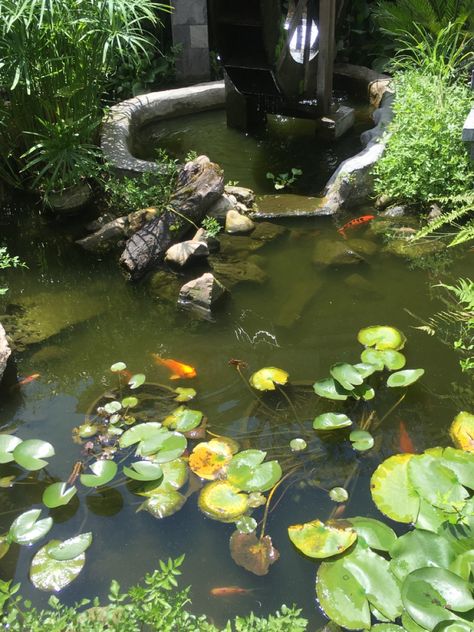 Aesthetic pond with fishes. Korean Restaurant, Fish Pond, Restaurant, Fish, Quick Saves, Nature