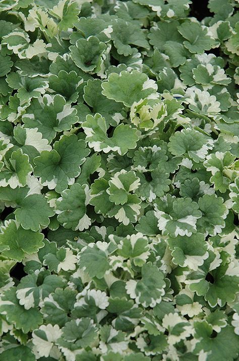 Glechoma Hederacea, Lawn Replacement, Creeping Charlie, Ground Ivy, Ivy Flower, Nursery Garden, Rainbow Garden, Farm Nursery, Ivy Plants