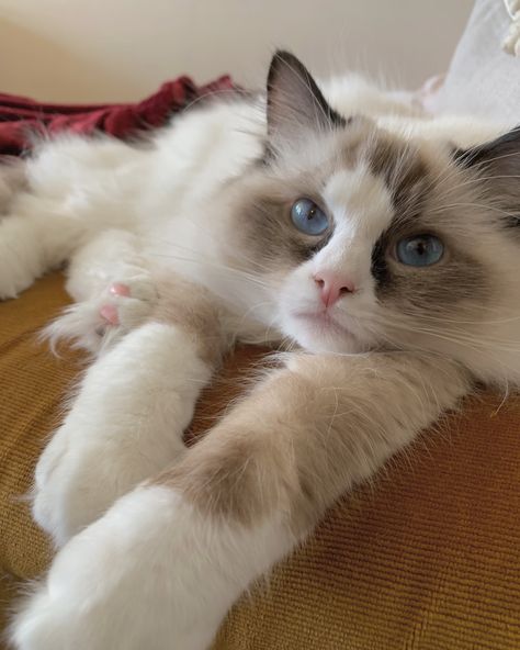 Bicolour Ragdoll, Bicolor Ragdoll Cat, Bicolor Ragdoll, Mitted Ragdoll, Bicolor Cat, Cat Whisperer, F2 Savannah Cat, Cat Spray, Savannah Cat