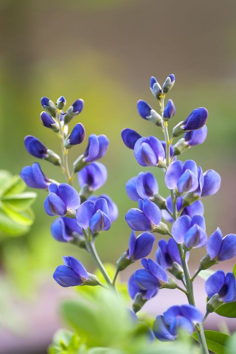 Indigo Tattoo Flower, False Indigo Tattoo, Wild Blue Indigo, Indigo Flower Tattoo, Blue False Indigo, False Indigo Plant, Indigo Core, Oklahoma Wildflowers, Cover Ups Tattoo